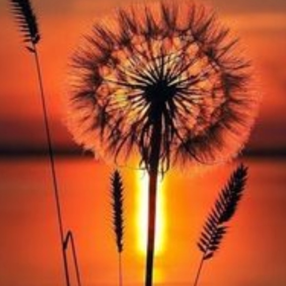 Meet your Posher, Sophia - Picture 1 of 1